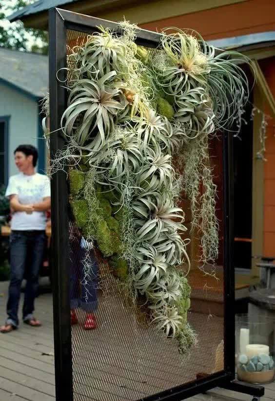  春季室内植物推荐（内含种植窍门）