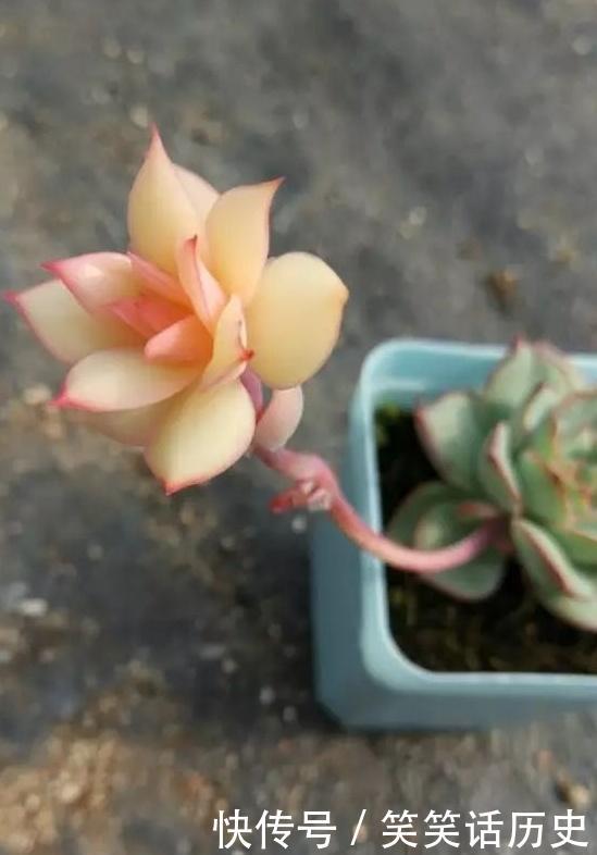 多肉植物的花剑和侧芽 你知道怎么分辨吗 花剑怎么处理 快资讯 多肉植物的花剑和侧芽 你知道怎么分辨吗 花剑怎么处理 快资讯