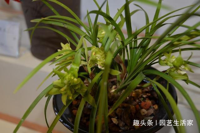 找点它加花盆里，用来养兰花，花根肥壮撑爆盆，15年不烂根！