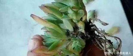 多肉植物|半死不活的多肉植物,只需往盆里加点这个东西,多肉蹭蹭长爆盆