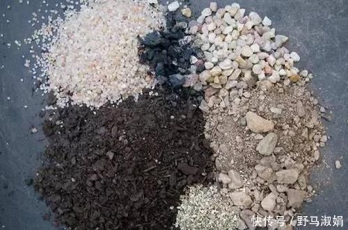 黄叶|想要酸性土养花该怎么弄兑点它们，喜酸植物不再黄叶掉花苞