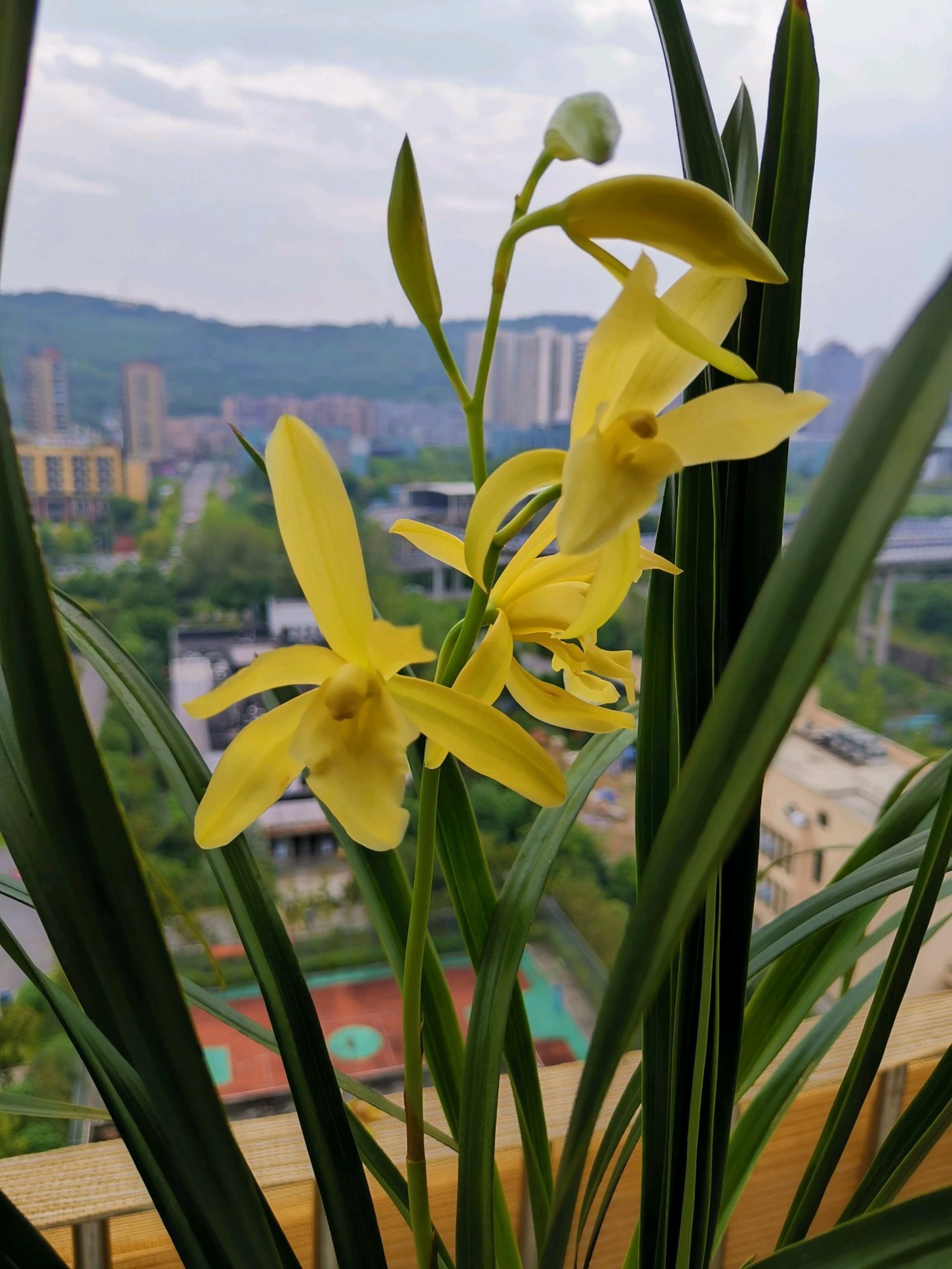 最适合新手养的兰花，好养易成活，开花勤快，香气四溢，还很便宜