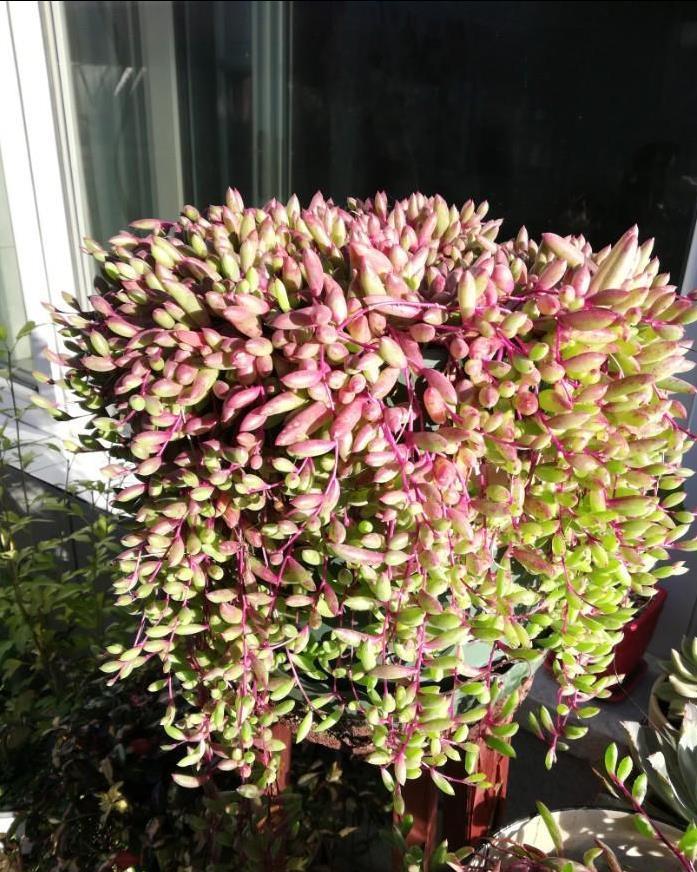 五种多肉,倒吊着,枝条流出花盆,一道“肉窗帘”