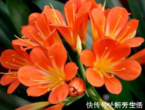 家养君子兰叶子总发黄这3个细节要做好，叶嫩花艳长势旺