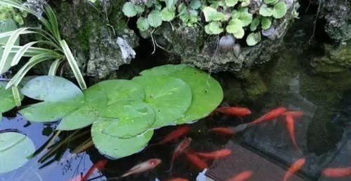 我的100㎡农家小院,种菜、养花、植树、养鱼,漂亮极了