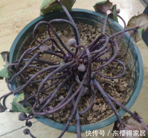 花根|天气热了,这三种花,少浇水,更爱开花