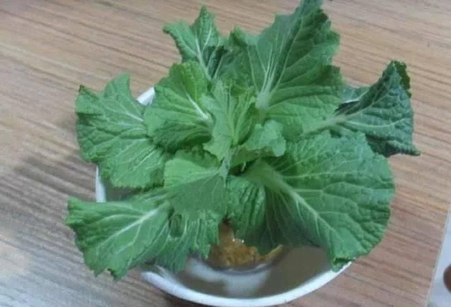 香菜|这5种菜根适合水培,直接放水里,长出小盆栽叶子也鲜美