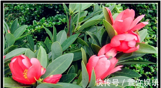 硫酸亚铁|可以四季开花的红山茶,养护注意这几点,新手也能养爆盆