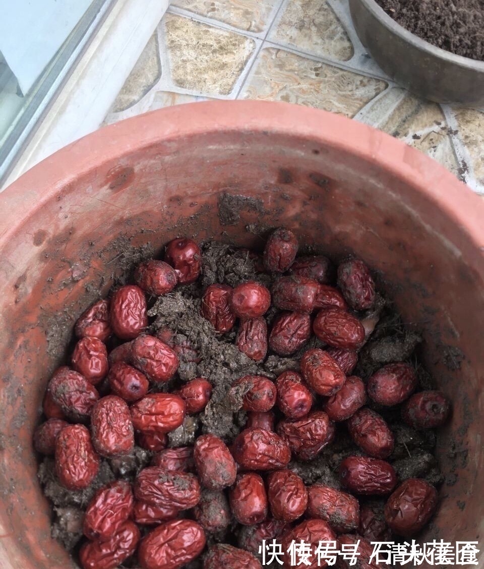 花盆|家里“4种东西”变质，埋在花盆里都“好肥料”，根壮、叶子绿