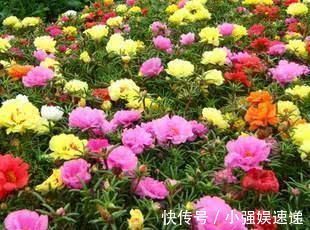 长春花|4种花，现在养一盆正当时，不怕晒不怕热，越晒开花越漂亮