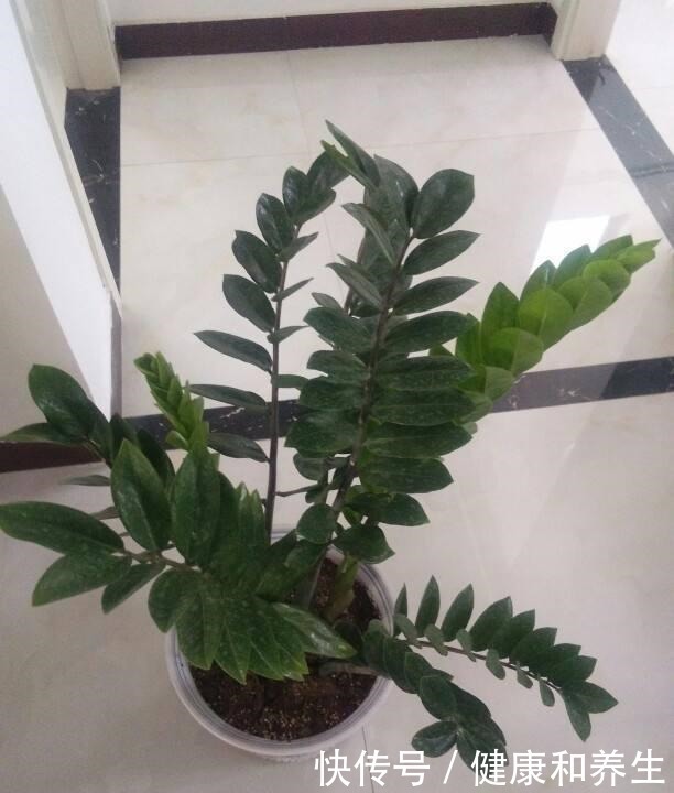 4种花就得种小花盆里,盆越大、越挤,花才能长得好!