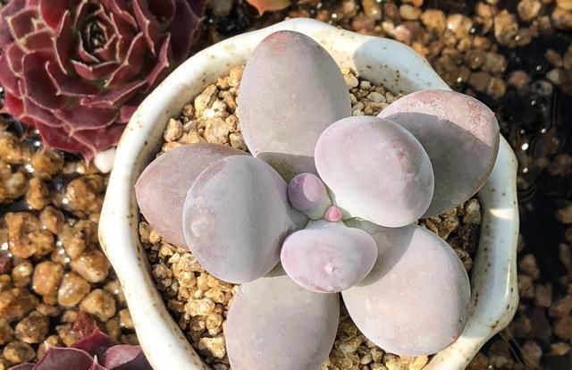 见过这么肥美的多肉吗团圆粉嫩惹人爱,一盆就击中你的心