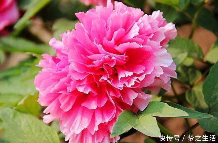 爆盆|这种花一定要养，不用操啥心，花色繁多易爆盆，娇艳欲滴