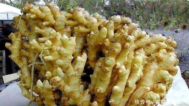 乾隆皇帝|乾隆过寿,刘墉提了一桶生姜,众官纷纷嘲笑,没想到乾隆却说:赏