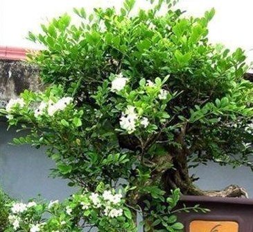 立夏过后,这种“树”要栽一棵,沾土即活,养在家里,旺人更养财