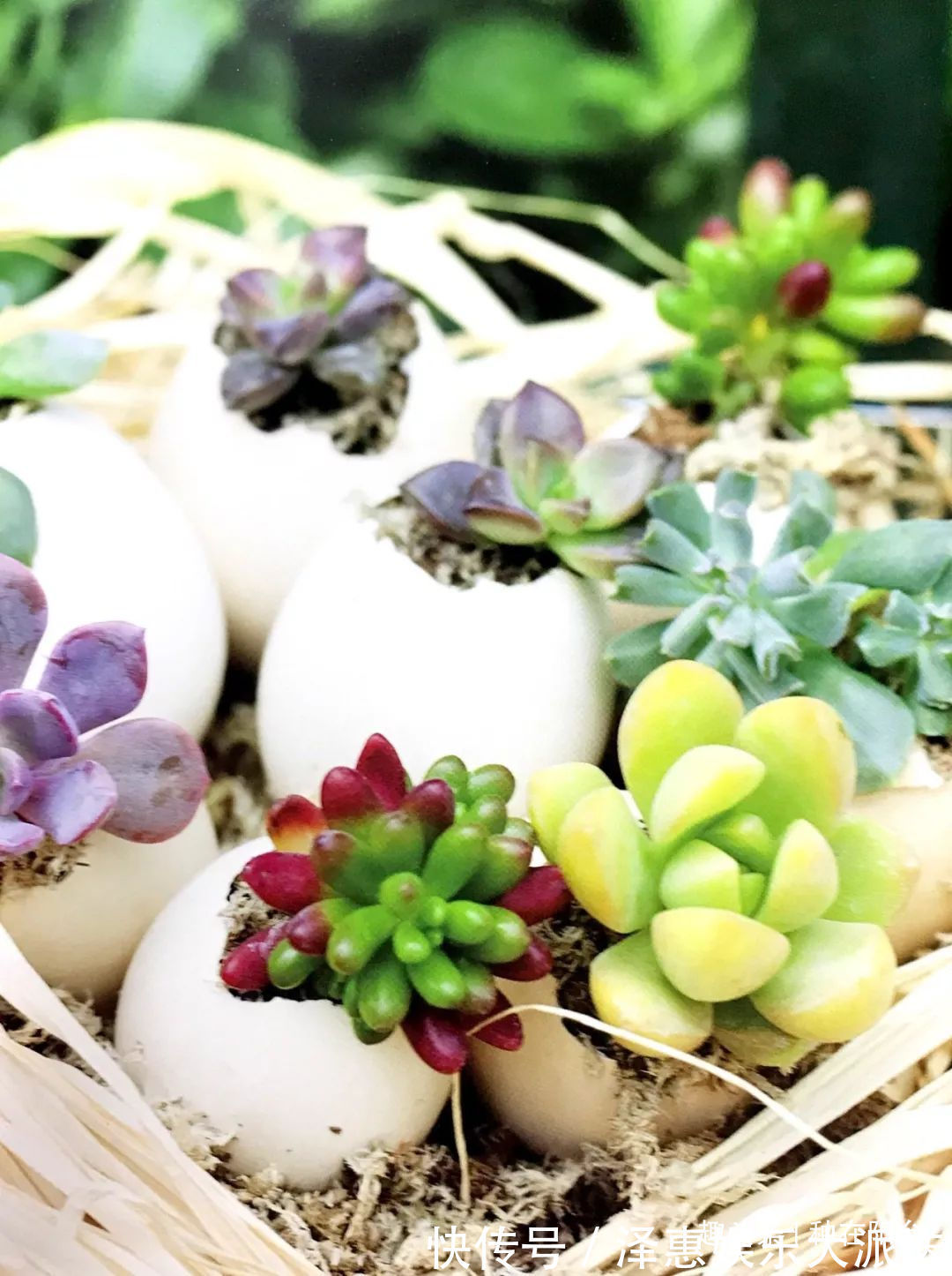 台友们|她用废弃的蛋壳“孵出”美丽的多肉植物，实在太迷你可爱了！