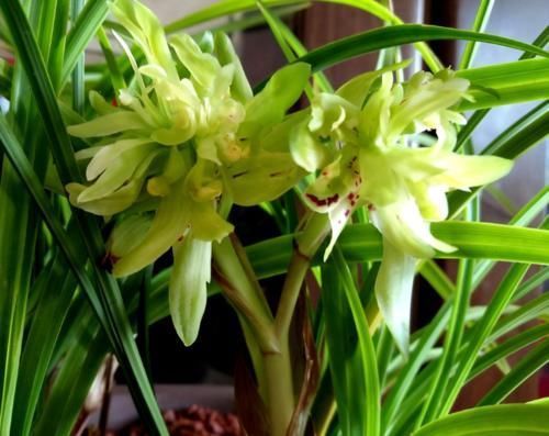 余蝴蝶|春兰菊瓣之首“余蝴蝶”,观赏与收藏两不误,不养一盆可别后悔!