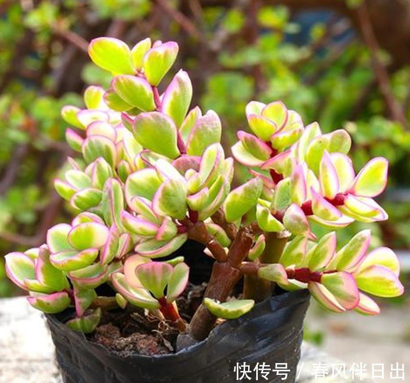 分辨|你买回去的真的是雅乐之舞吗?小心别买到药锦,如何有效分辨它们