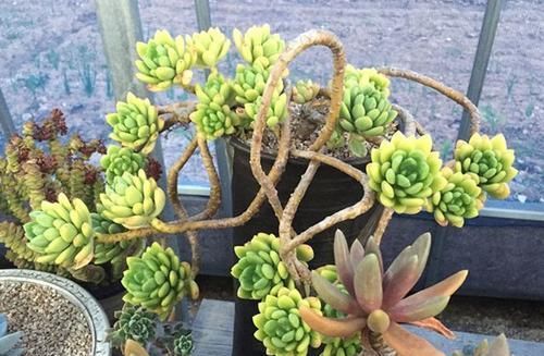 养多肉选它 自带甜甜的果香味 摆家里满屋子飘香 粉紫色