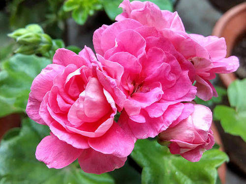 香味|1种花,开花漂亮,花期长花量大,连叶子都有香味,值得拥有