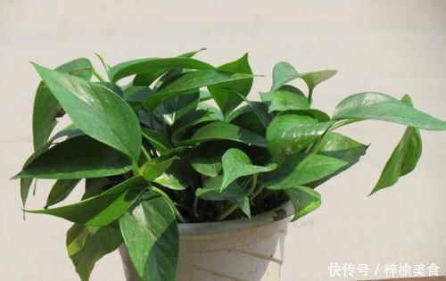 大妈养绿箩有奇招,3个技巧倾囊教授,学会了,室内绿箩爬满墙壁