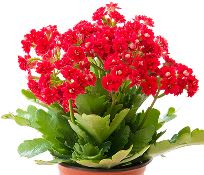 养长寿花、天竺葵有一点不能少,少了难开花,更难过夏天