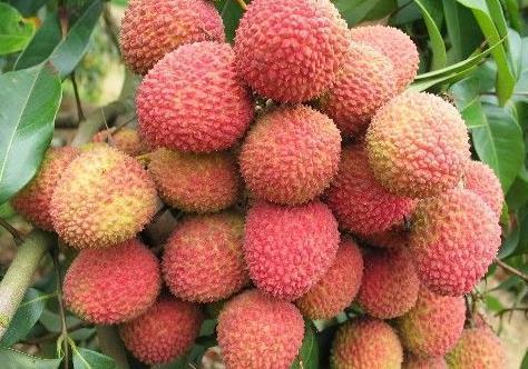 荔枝|有孩子的要注意,以下几水果孩子要少吃,尤其第二种,一口不能碰