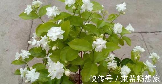 盆栽绣球花、茉莉花，植株开花少去厨房找它制肥料轻松搞定