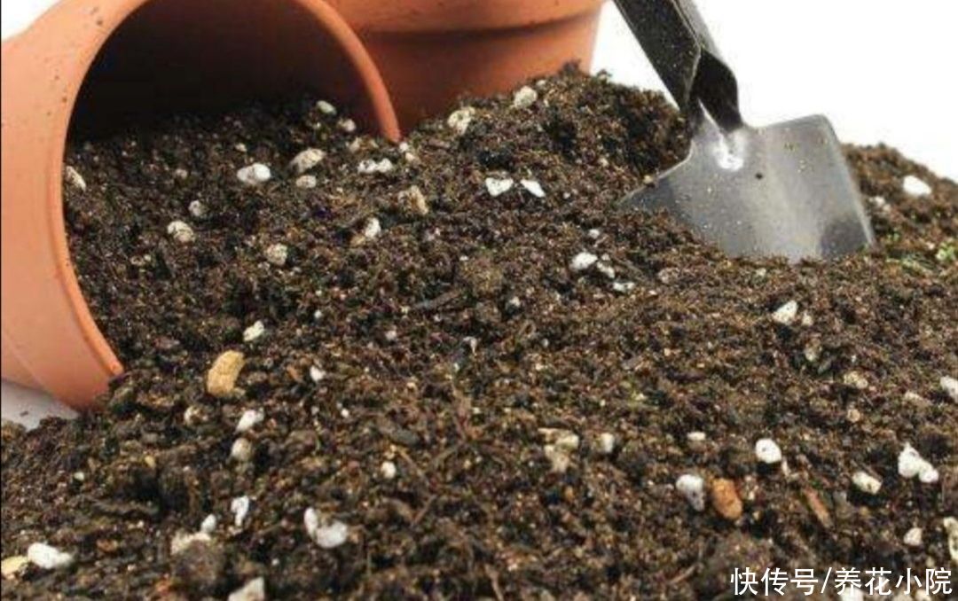 家庭养花，常犯的“3个错误方法”，及时改掉，才能养好花