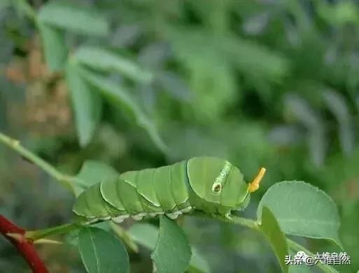 国内一种奇特毛毛虫 能拟态蛇吐出蛇信子 发出臭气避敌 快资讯