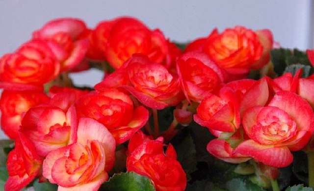 此盆栽花朵鲜艳硕大,一年开花6个月,是观赏花卉中的佳品