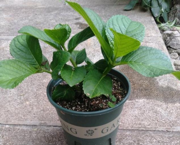 栀子花|秋天3种花,千万不要买,买了难养活,白白浪费钱