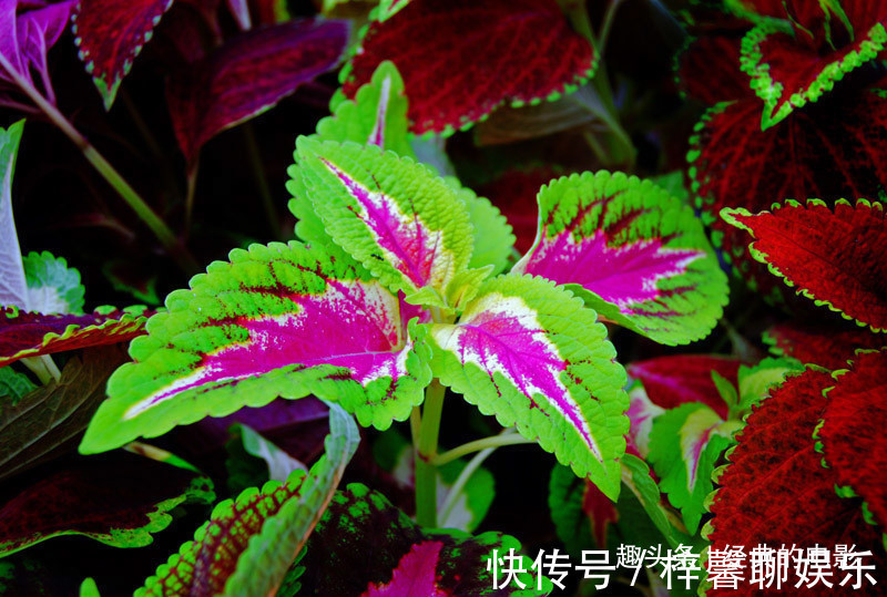 此花好似夜中的明珠,发出耀眼的七彩光芒,会给善良之人带来幸福