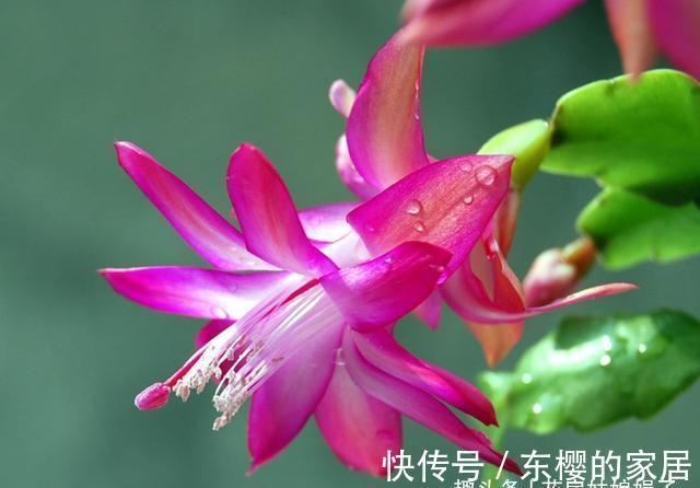 非洲堇|适合秋天养的7种花，好养易活，只要环境合适，爱开花，花期长