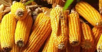 保存玉米,别直接放冰箱冷冻了,教你一招玉米放再久也鲜甜!