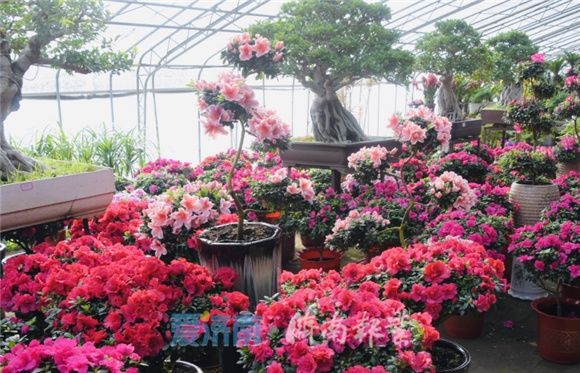 迎春节、寻“年味”!丨花团锦簇春光美 来花的海洋感受桂馥兰香的“年味”