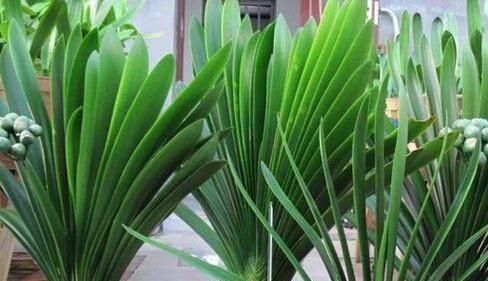 养分|最厉害的养花营养液,给花喝一勺,四季不黄叶,新叶窜不停!