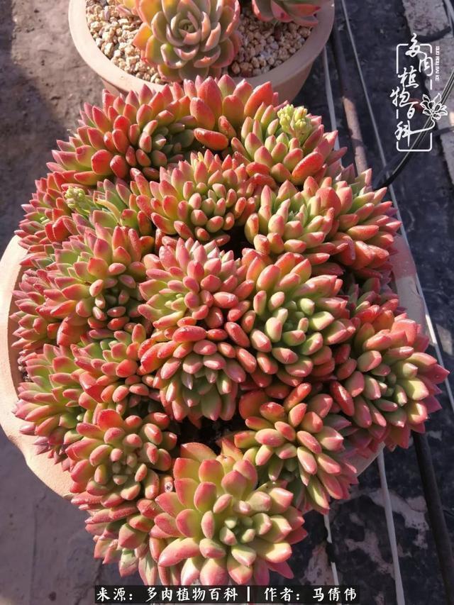 养多肉如同种下希望,因为美丽总在下一个季节!