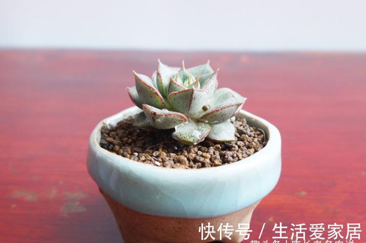 事儿|用超级拇指盆来养多肉?完全可以,只要你愿意,这都不是事儿