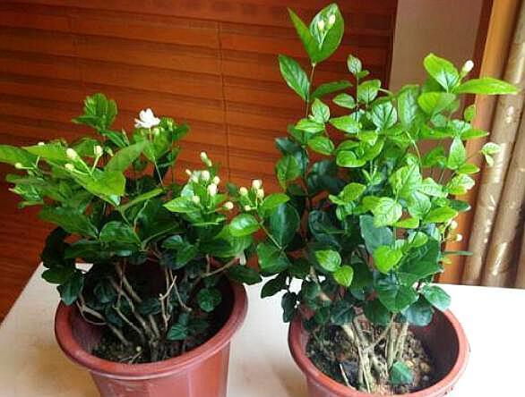 养茉莉花,用什么“土”最合适,特别是新手,这一点一定要注意