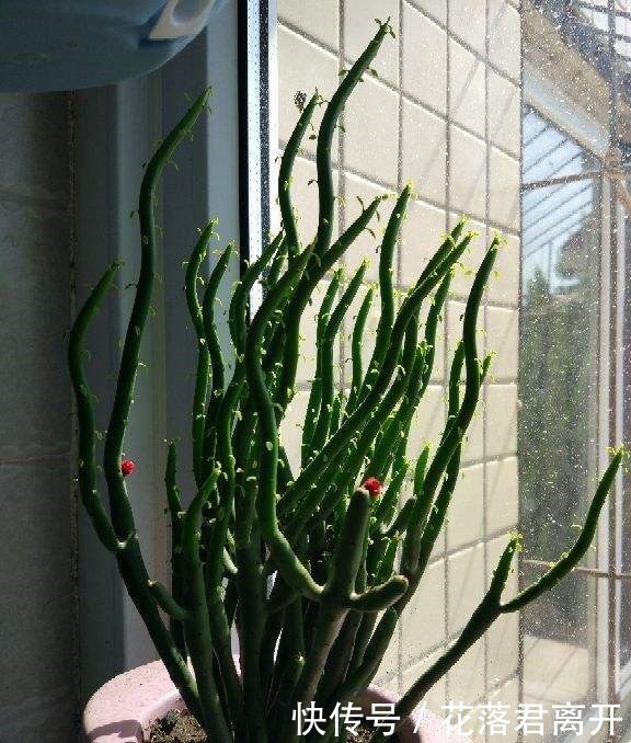 养棵多肉美滋滋，谁知是家中潜藏的毒虫，不知道吃大亏！