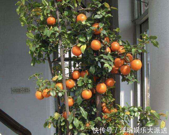 植物|夏季养不好绿萝，不如养“2种树”，平时只浇水，长成盆景，美！