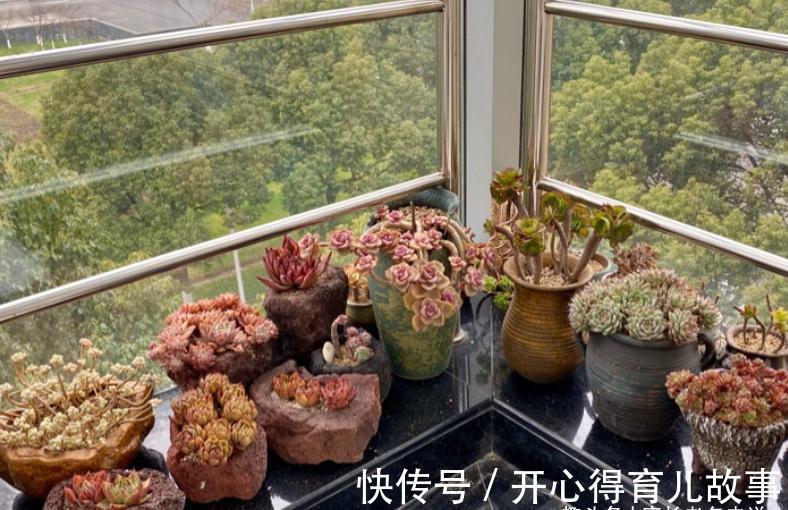 据说今年冬天很冷，大家的多肉准备好越冬了吗？未雨绸缪才安全哦