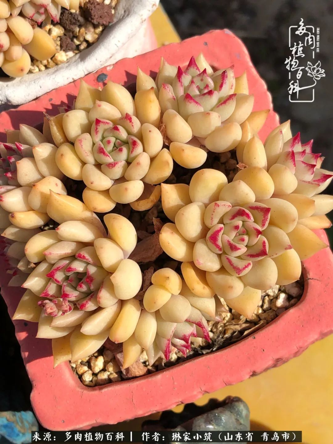 多肉|有史以来最厉害的一场寒潮，治好了我养多肉这些年的“坏毛病”