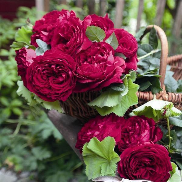 一枝条|月季福音——热情奔放的火红色,花瓣浓密,被惊艳到了