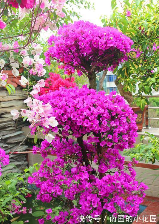 漂亮花|4种“漂亮花”,“穷养”长得旺,精心呵护活不长