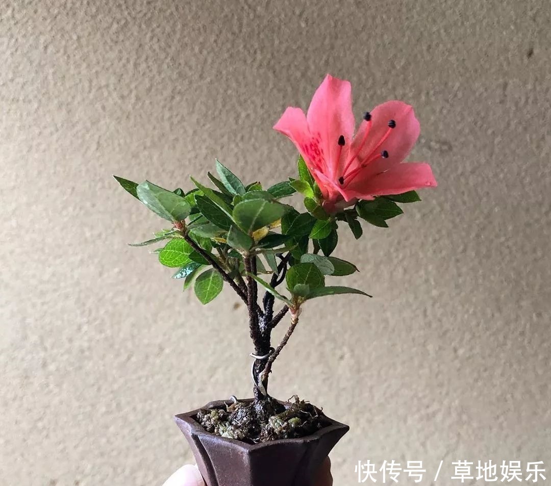 迷你的盆景艺术，小树开花