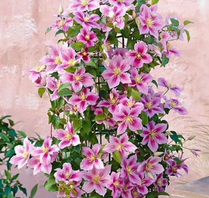 几款花卉，花大服盆快，花色艳丽，花开枝繁叶茂