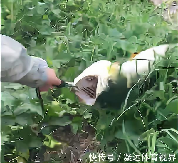 鱼器|江苏一钓鱼人钓获“水老虎”,因太重拉不出水,网友:真替你着急