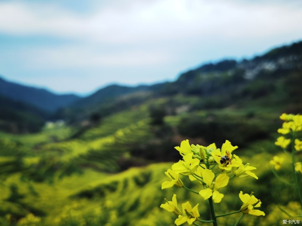 目睹那油菜绝美